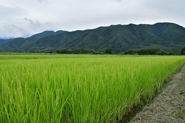 Fototapeta premium 水田と山
