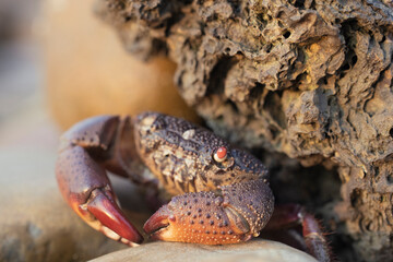 crab on the beach