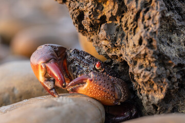 crab on the beach