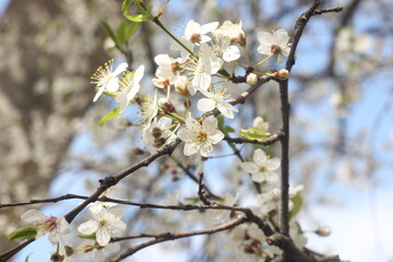blossom in spring