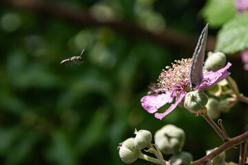 butterfly on thistle