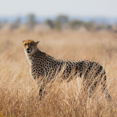 a Female cheetah on the move during the dry season