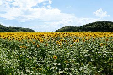 青空と広大に広がるひまわり畑