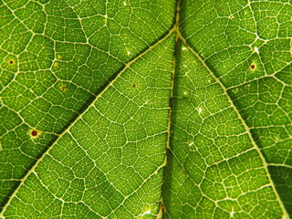 tree leaf in the foreground translucent green nerves macro