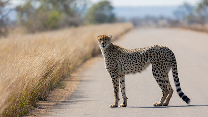 a cheetah on the road