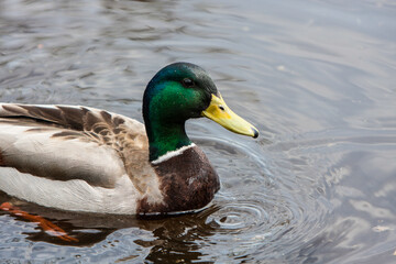 Pretty Mallard