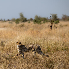 a Female cheetah on the move during the dry season