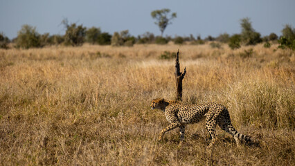 a Female cheetah on the move during the dry season