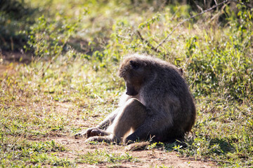 Papio or commonly known as Baboon sitting in the middle of the African savannah in South Africa sunbathing, this species is an extremely strong and agile animal that quickly climbs trees.