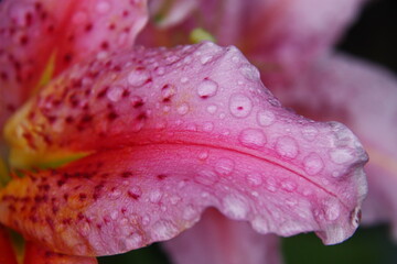 Raindrops on petals