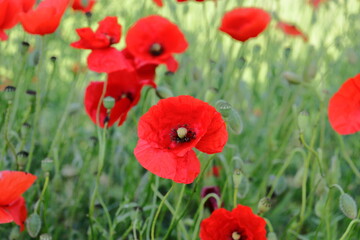 Naklejka premium Coquelicots