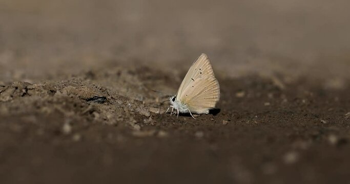 butterfly taking minerals from the soil, Anatolian Furry Blue, Polyommatus antidolus