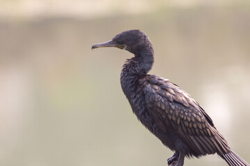 Cormorant