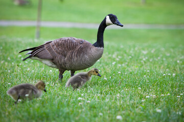 Mother Canada Goose and her goslings 