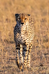 cheetah in the grass