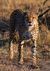 cheetah in the grass