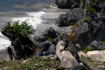 A Common Spiny-tailed Iguana (Ctenosaura similis) in Tulum, Mexico