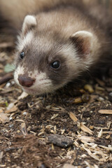 Ferret baby enjoying day in house backyard garden