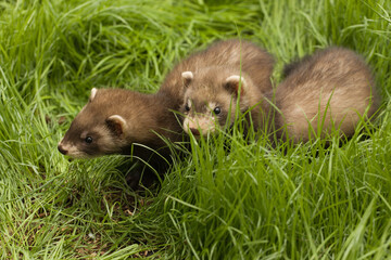 Ferret babies enjoying day in house backyard garden