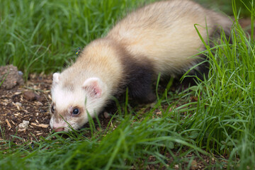 Ferret baby enjoying day in house backyard garden