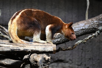 A Goodfellow's tree Kangaroo looking for food