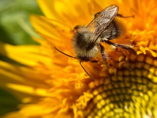 bee on a sunflower