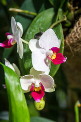 Orchid flower, Phalaenopsis red lips