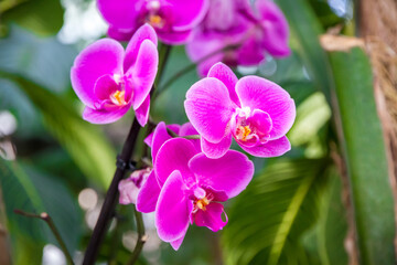 Naklejka na ściany i meble Orchid flower, pink Phalaenopsis