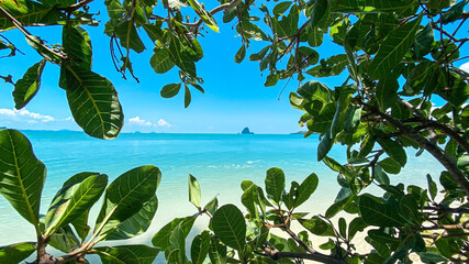 Green leaves of cashew tree are foreground with blue sea on sunny day at Koh yao , Thailand