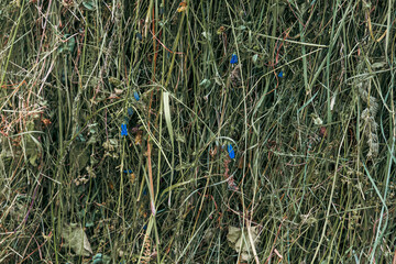 Blue flowers in the drying grass of a haystack.