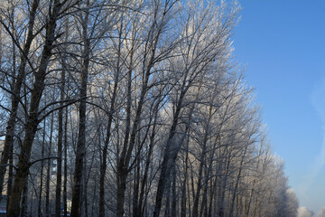Winter in city. Alley with trees covered by hoarfrost on the background of blue sky.