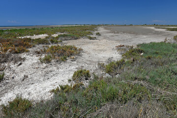 Dry salt marsh with glasswort (Missolonghi, Greece) // trockene Salzwiese mit Queller (Mesolongi, Griechenland)
