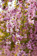 Fototapeta premium pink sakura blossom in spring season. beautiful floral nature background in the garden