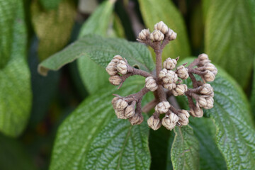 Leatherleaf viburnum (Viburnum rhytidophyllum) flower bud in autumn