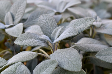 Berggarten sage (Salvia officinalis Berggarten) in the garden. The plant has both culinary and...