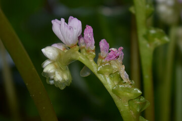 Monolena primuliflora flower stalk closeup
