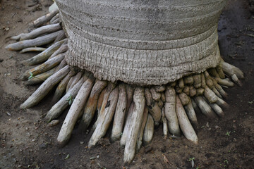 Bottle palm (Hyophorbe lagenicaulis) roots and trunk