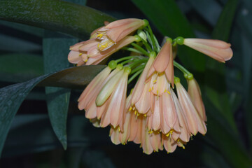 Green-tip forest lily (Clivia nobilis) flower