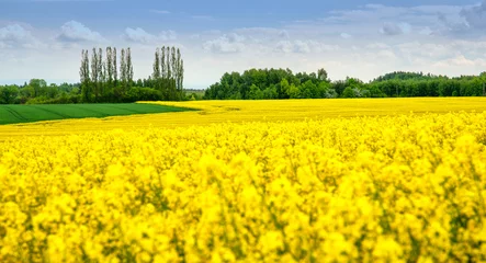 Zelfklevend Fotobehang Rzepak żółte pole © Jarosław Ankowski