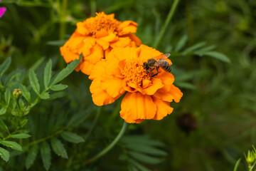 Marigold and bee