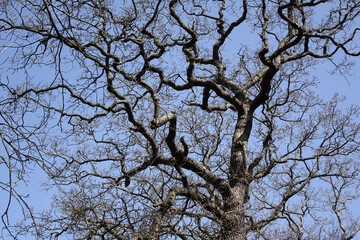 Background of nature
