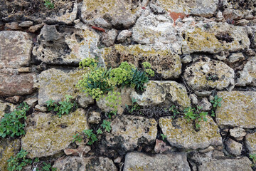 Background of nature