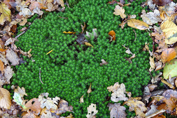 Background of nature