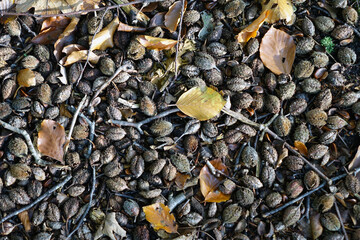 Background of nature