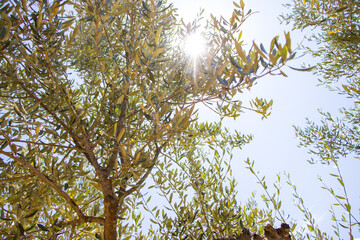 brightness or flash of the sun's rays passing through the branches of an olive tree