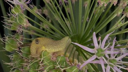Close-up of Snail crawling on a Allium flower wild onion and eats it on background of green leaves.