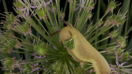 Close-up of Snail crawling on a Allium flower wild onion and eats it on background of green leaves.