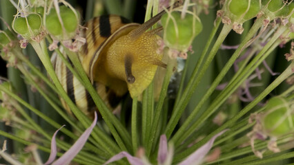 Close-up of Snail crawling on a Allium flower wild onion and eats it on background of green leaves.