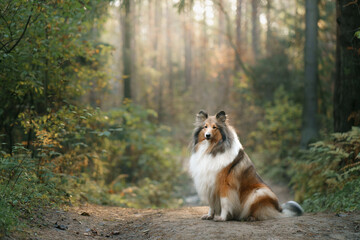 Collie, Scottish Shepherd dog in the autumn forest. Pet in leaf fall. Atmospheric photo in nature - obrazy, fototapety, plakaty