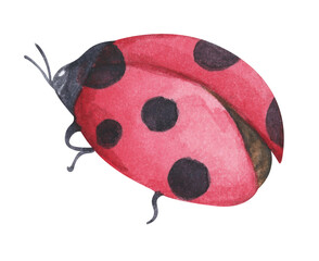 Cute ladybug. Watercolor painting transparent.